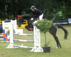 jumper Perino 20 (Hanoverian, 2009, from Perigueux)