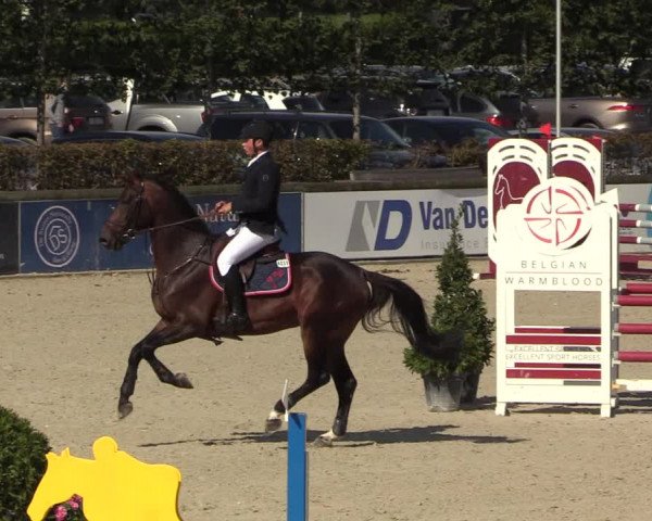 Belgisch Kampioenschap 4-5 Jarigen Paarden