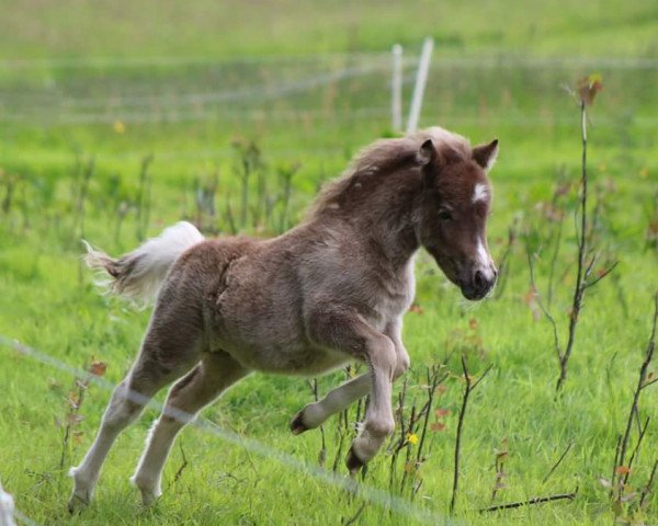 horse Kadence vom Gothensee (German Classic Pony, 2015, from Komet vom Kellerberg)