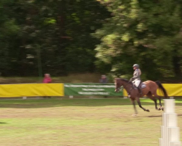 Reitturnier Pasewalk 2020