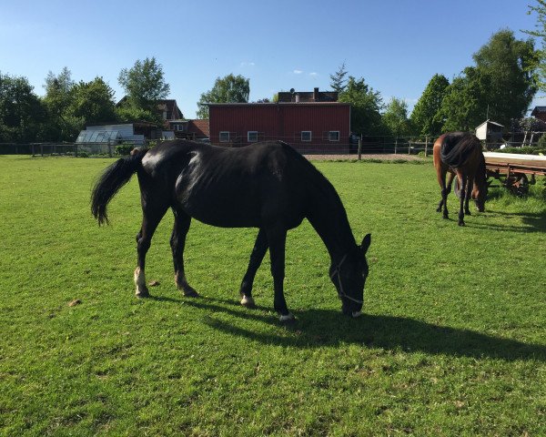 broodmare L-Kokett (Holsteiner, 1996, from Donnerhall)