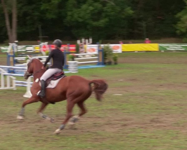 Reitturnier Pasewalk 2020