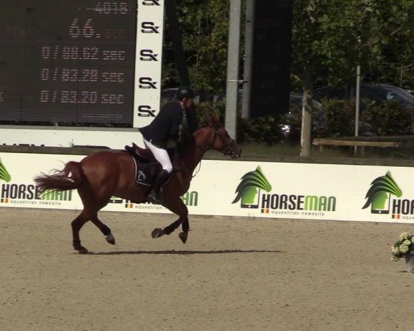 Belgisch Kampioenschap 4-5 Jarigen Paarden