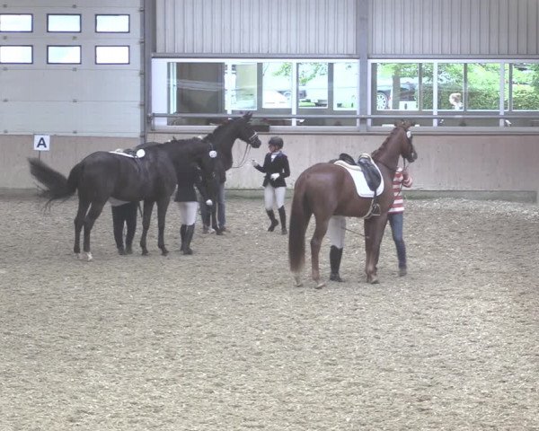Reitturnier Ahaus 2020
