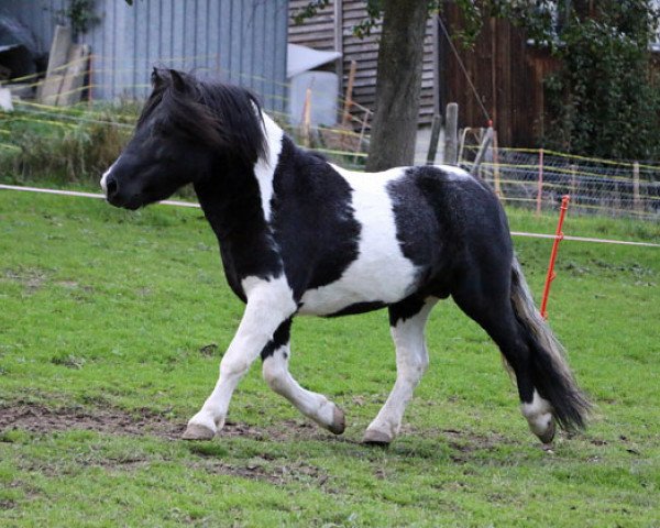 horse Vadehavets Esterbaan (Shetland Pony, 2009, from Shadow van Drieoka)