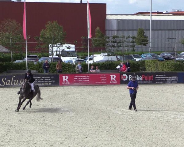 Belgisch Kampioenschap 4-5 Jarigen Paarden