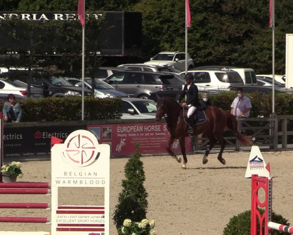 Belgisch Kampioenschap 4-5 Jarigen Paarden