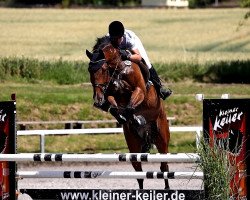 jumper Samurai Dream of Glory (Hanoverian, 2008, from Stolzenberg)