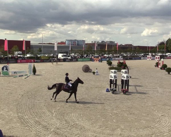 Belgisch Kampioenschap 4-5 Jarigen Paarden