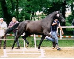 broodmare Patra B (Brandenburg, 1995, from Paradiesvogel)