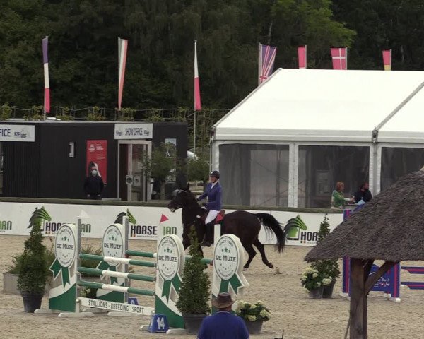 Belgisch Kampioenschap 4-5 Jarigen Paarden