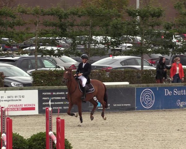 Belgisch Kampioenschap 4-5 Jarigen Paarden