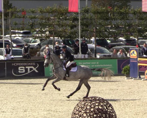 Belgisch Kampioenschap 4-5 Jarigen Paarden