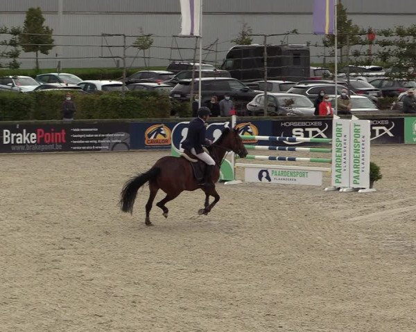 Belgisch Kampioenschap 4-5 Jarigen Paarden