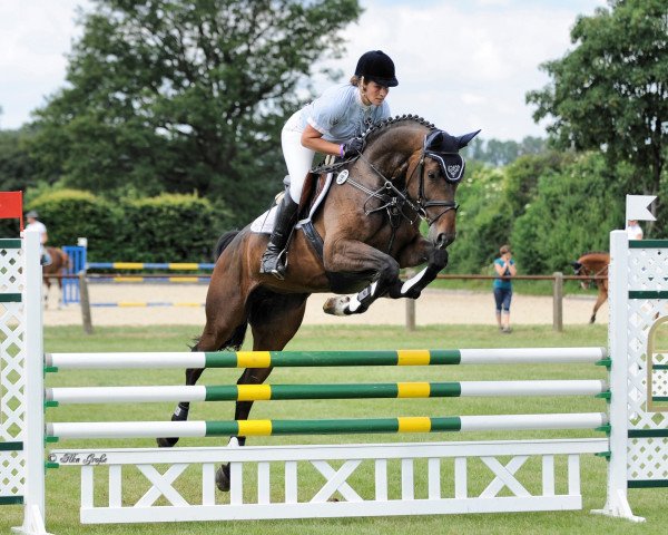 jumper Siobhan Dream of Diamond (Hanoverian, 2009, from Stenograph)