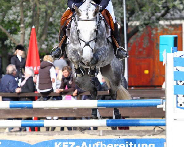 jumper Galupy KHR (Hanoverian, 2008, from Gibraleon)