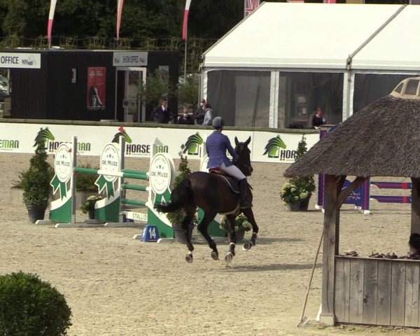 Belgisch Kampioenschap 4-5 Jarigen Paarden