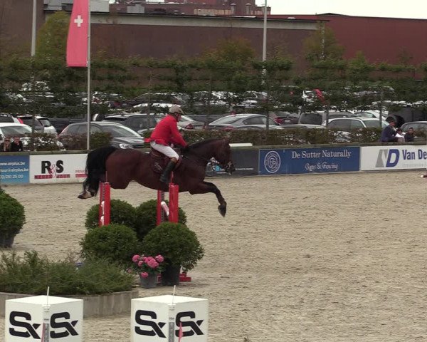 Belgisch Kampioenschap 4-5 Jarigen Paarden