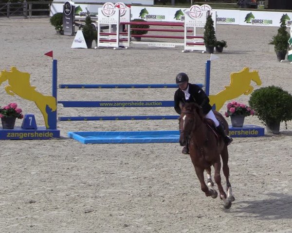 Belgisch Kampioenschap 4-5 Jarigen Paarden