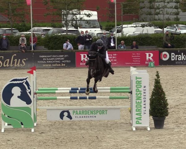 Belgisch Kampioenschap 4-5 Jarigen Paarden