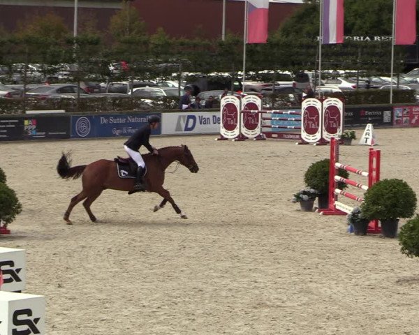 Belgisch Kampioenschap 4-5 Jarigen Paarden