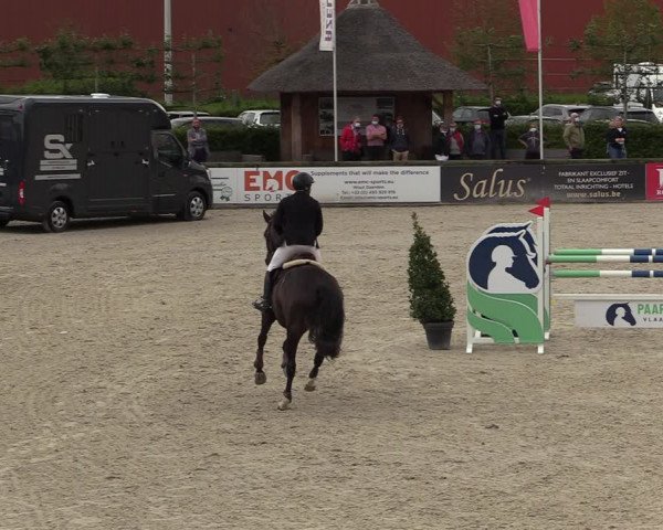 Belgisch Kampioenschap 4-5 Jarigen Paarden