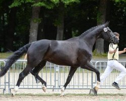 dressage horse Friday Midnight K (Hanoverian, 2010, from Florencio)