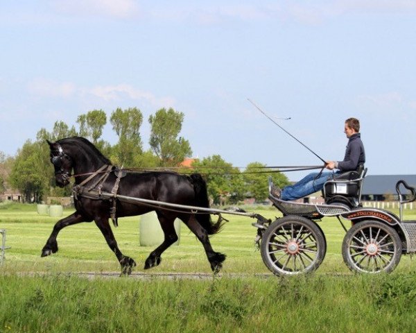 horse Lorenz (Friese, 2011, from Harmen 424)