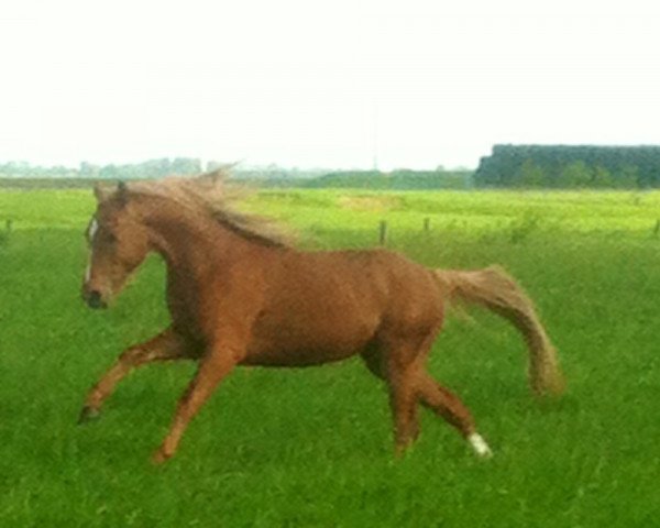 horse Golden Boy 166 (German Riding Pony, 2013, from FS Golden Highlight)