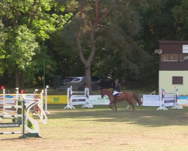 Reitturnier Pasewalk 2020