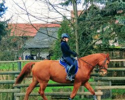 dressage horse Winni Touch 2 (Hessian Warmblood, 2004, from Welton)
