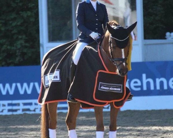 dressage horse Gentleman 207 (German Riding Pony, 2003, from FS Golden Highlight)