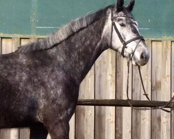 horse Clintario's Abendstern (Holsteiner, 2010, from Clintord)