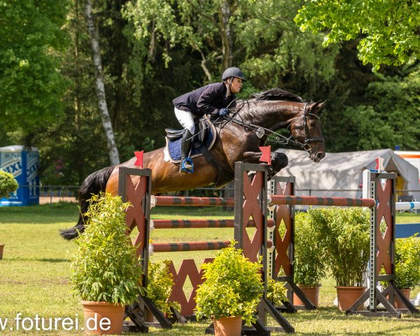 jumper Valeska 97 (Holsteiner, 2005, from Coriano)