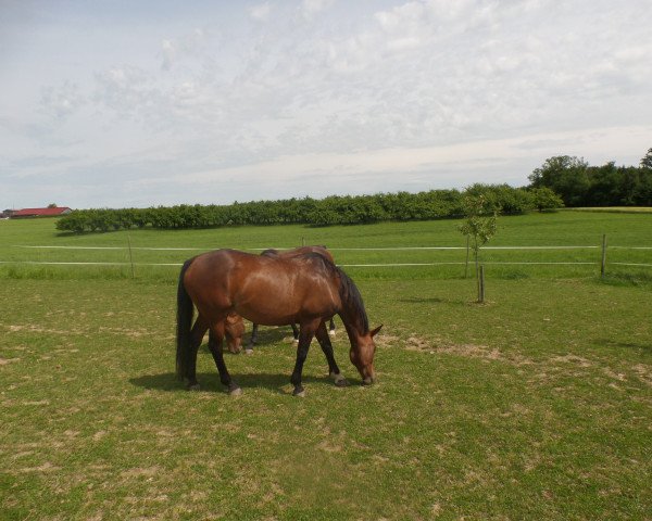 horse Whitney (Bavarian, 2006, from Krack C)