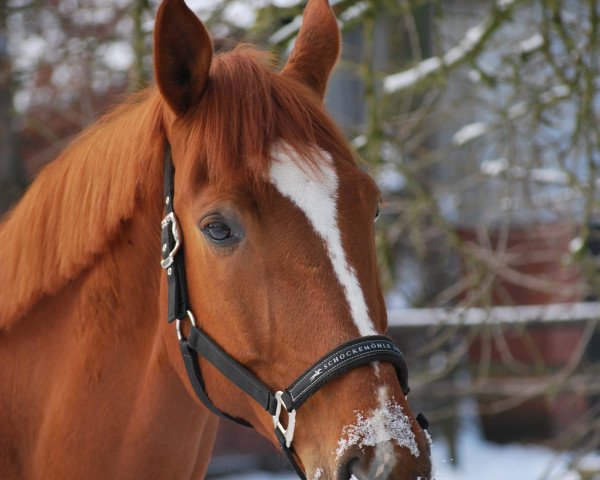 horse Walking Point 3 (Hanoverian, 1999, from Wanderbursch II)