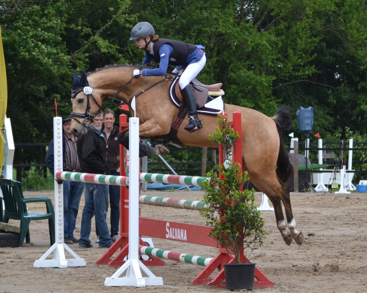 Springpferd Mentos C WE (Deutsches Reitpony, 2009, von Matchello)