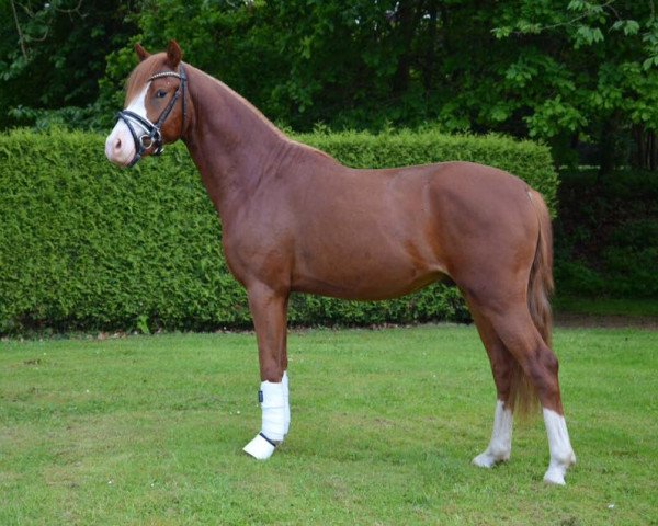 jumper Mr. X (German Riding Pony, 2013, from FS Mr. Right)