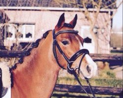 dressage horse Erica's Argus (Welsh-Pony (Section B), 1999, from Carmana's Edel Boy)