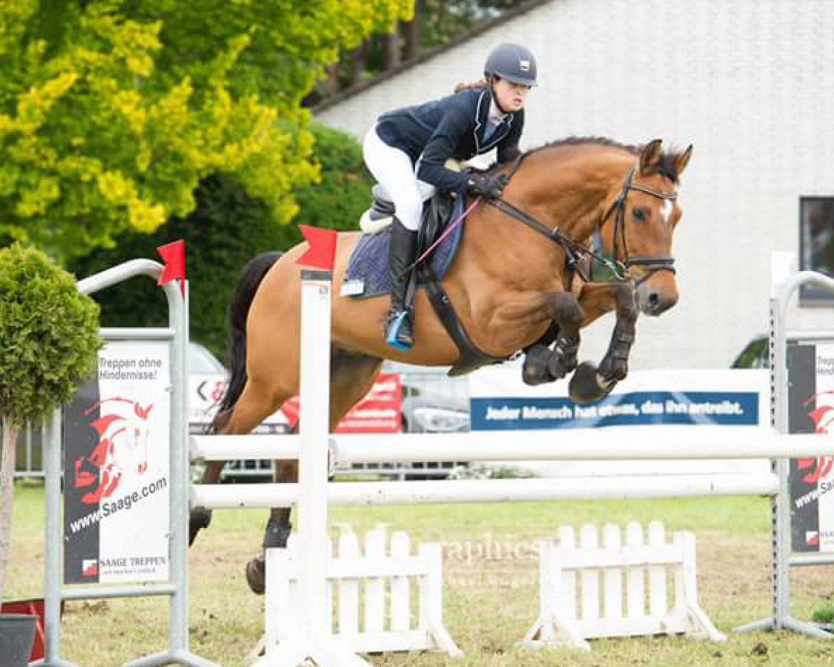 jumper Aragon S 5 (Bavarian, 2002, from Araconit)