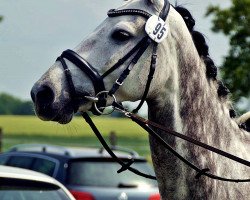 jumper Candega (Westphalian, 2009, from Colbert GTI)