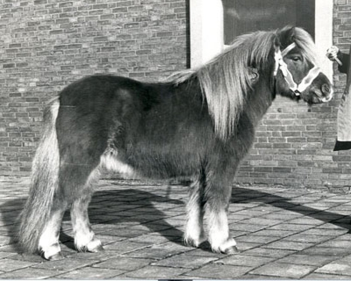 stallion Oscar van Stal Ponylust (Shetland Pony, 1978, from Wells Fireman)