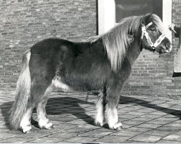 stallion Oscar van Stal Ponylust (Shetland Pony, 1978, from Wells Fireman)