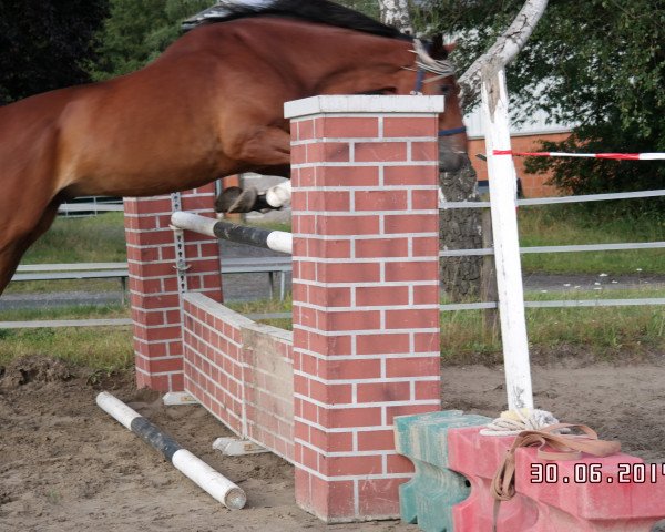 dressage horse Leon (Oldenburg, 2001, from Lifestyle)