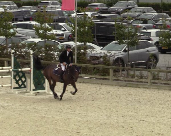 Belgisch Kampioenschap 4-5 Jarigen Paarden