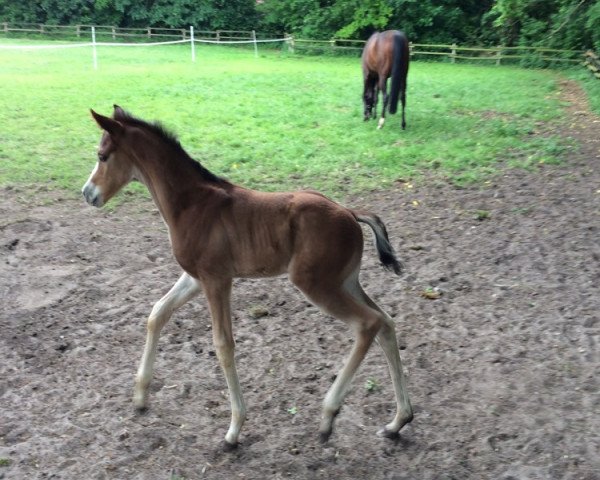 horse Sweet Junior W (Westphalian, 2015, from Sweet Hero)