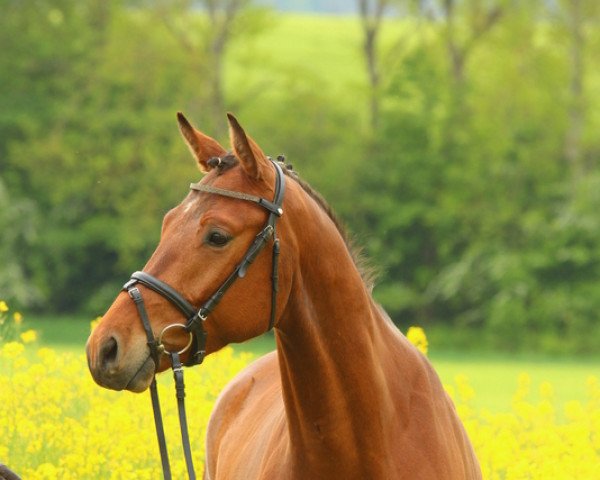 horse Nachthimmel (Trakehner, 2012, from Interconti)