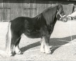 stallion Nico van de Poelwijklaan (Shetland Pony, 1977, from Wells Fireman)
