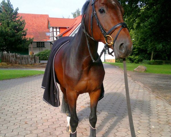 Pferd Charlotte 148 (Westfale, 2006, von Collin L)