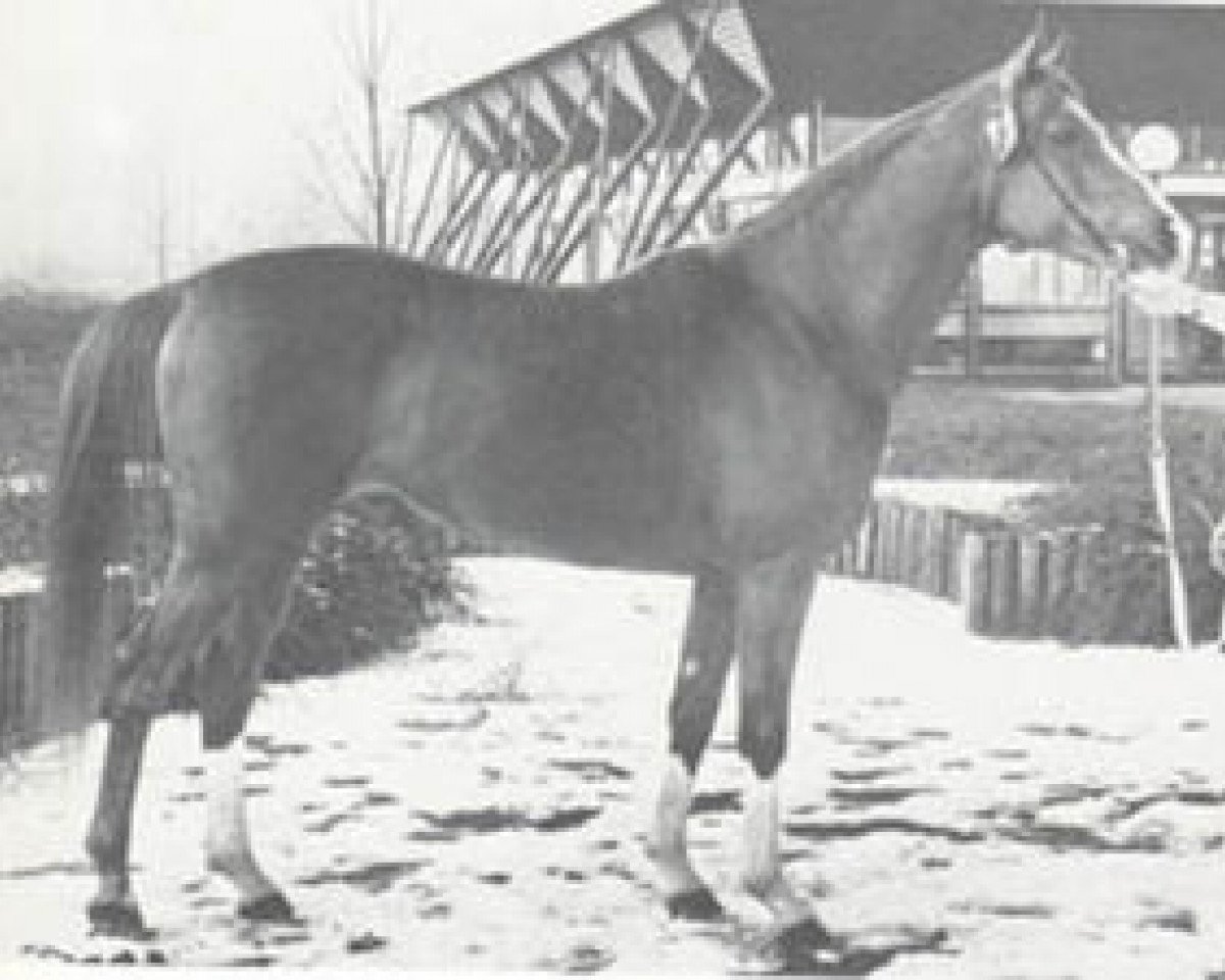 stallion Purpur ox (Arabian purebred, 1971, from Pomeranets 1952 ox)